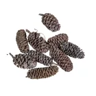 Birch pine szárított szürke 21dkg/csom