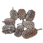 Casuarina szárított szürke 25dkg/csom