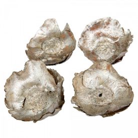 Kókusz virág szárított metál pezsgő 16dkg/csom