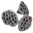 Lótusz szárított 5-8cm szürke 12db-os