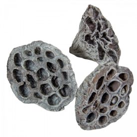 Lótusz szárított 5-8cm szürke 12db-os