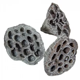 Lótusz szárított 5-8cm szürke 12db-os