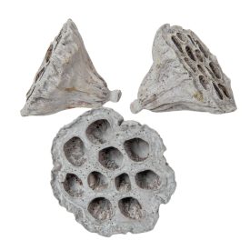 Lótusz szárított 4-5cm szürke 15 db-os