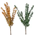 Eukaliptusz bokor mix M60cm 30db/#