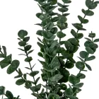 Eukaliptusz bokor mix M60cm 30db/#