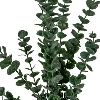 Eukaliptusz bokor mix M60cm 30db/#