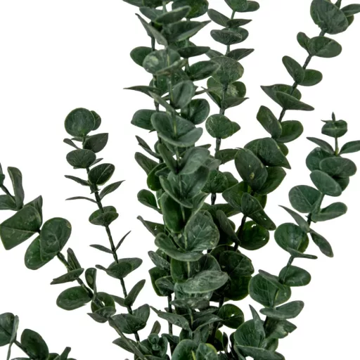 Eukaliptusz bokor mix M60cm 30db/#