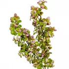 Leveles ág M65cm 48db/#