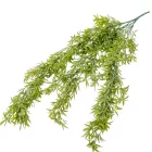 Rozmaring futó 80cm