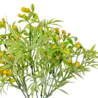 Hamvas bogyós bokor 5ágú M31cm 48db/#