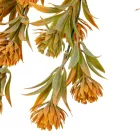 Hamvas virágos futó 75cm