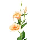 Liziantusz ág 3v. mix M65cm 24db/#