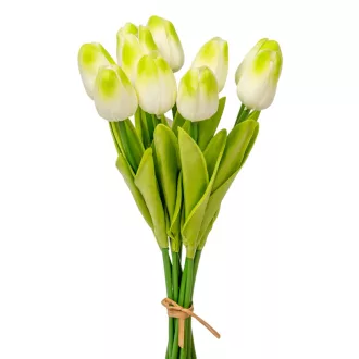 Tulipán köteg gumi 10v. krém-zöld M33cm 24db/#