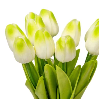 Tulipán köteg gumi 10v. krém-zöld M33cm 24db/#