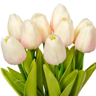 Tulipán köteg gumi 10v. krém-rózsaszín M33cm 24db/#