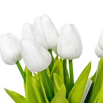 Tulipán köteg gumi 10v. fehér M33cm 24db/#