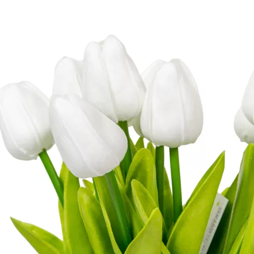 Tulipán köteg gumi 10v. fehér M33cm 24db/#