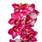 Orchidea ág polifoam 9v. M76cm 24db/#