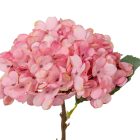 Hortenzia ág mix M33cm 50db/#