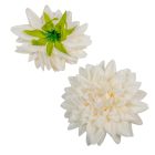 Dália virágfej ivory D11cm 24db/csom