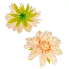 Dália virágfej barack D11cm 24db/csom