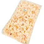 Dália virágfej barack D11cm 24db/csom