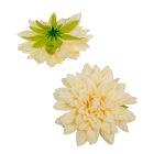 Dália virágfej barack D11cm 24db/csom