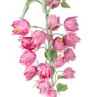 Yukka virágos ág mix M83cm 50db/#