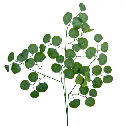 Eukaliptusz leveles ág M70cm