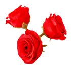 Rózsa virágfej piros D5cm 24db/csom