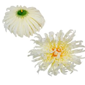 Krizantém virágfej óriás krém D18cm 24db/csom