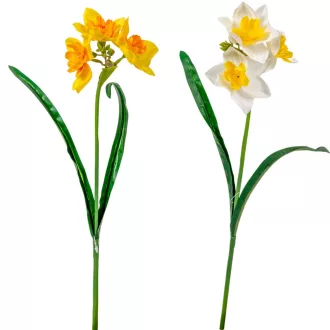 Nárcisz szálas 3v. M45cm 50db/#