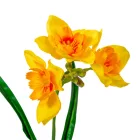 Nárcisz szálas 3v. M45cm 50db/#