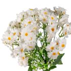 Margaréta csokor 18ág fehér M38cm