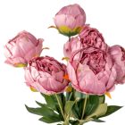 Peoni csokor 7v. mix M43cm 20db/#