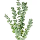 Eukaliptusz ág M90cm 36db/#