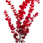 Eukaliptusz ág bordó M90cm 36db/#