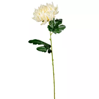 Krizantém szálas krém M60cm 36db/#