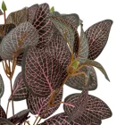 Leveles bokor 6ágú M30cm 48db/#