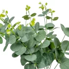 Eukaliptusz bokor M47cm 60db/#