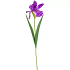 Írisz szálas M67cm 48db/#