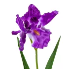 Írisz szálas M67cm 48db/#