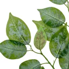 Hamvas fikusz ág M65cm