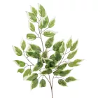 Fikusz ág M65cm 12db/köteg