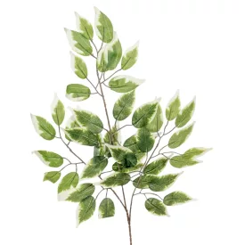 Fikusz ág M65cm 12db/köteg