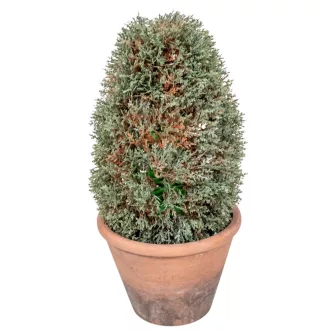 Cserepes tuja M31cm