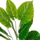 Diffenbachia bokor 11ágú M54cm 24db/#