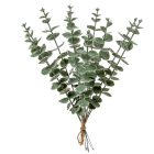 Eukaliptusz köteg hamvas 10ágú M35cm