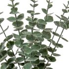 Eukaliptusz köteg hamvas 10ágú M35cm