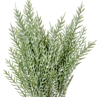 Tuja köteg deres 12ágú M26cm